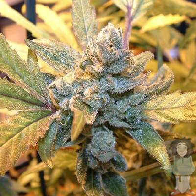 Graines de cannabis Blue Cheese féminisées de Big Buddha Seeds pour intérieur et extérieur – image 2
