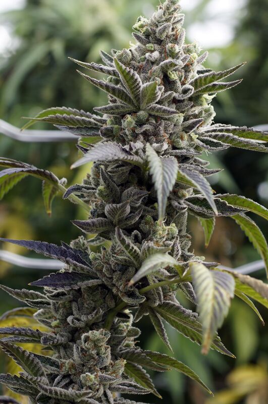 Scott's OG feminised cannabis seeds by Rare Dankness for indoor and outdoor – image 2