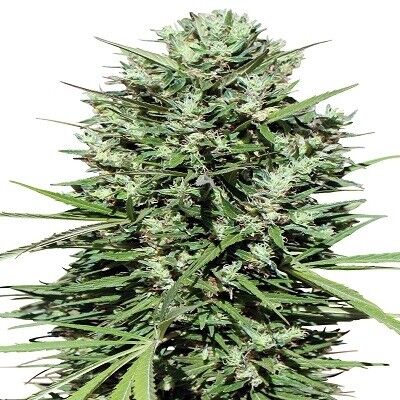 Moroccan Beldia Kif