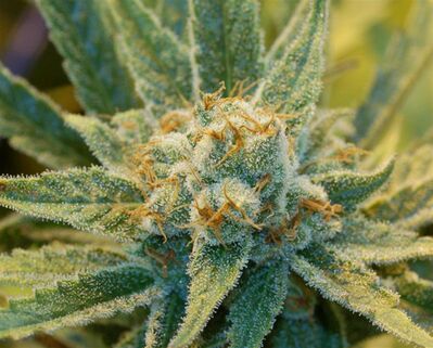 Super Silver Haze Régulier