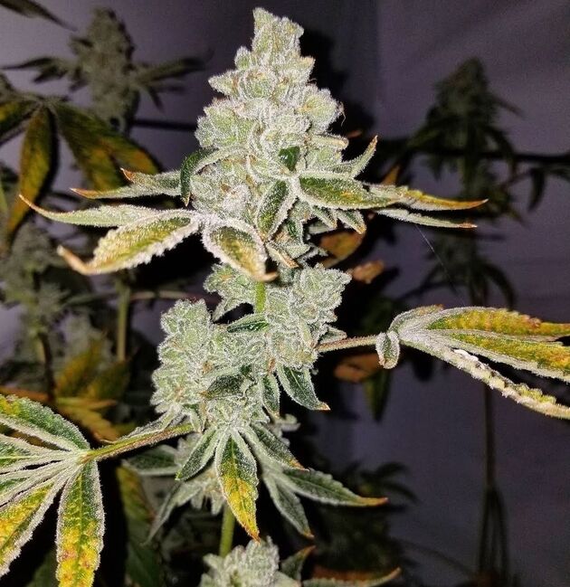 Cannabissamen Schism Regulär von Lucky Dog Cannabis Co. für Indoor und Outdoor – Bild 3