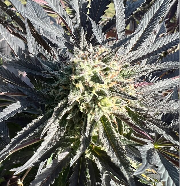 Graines de cannabis Purple Punch féminisées de Helvetic Seeds pour intérieur et extérieur – image 2