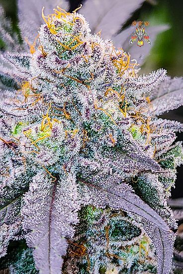 Haole Moonshine Regular cannabis seeds by Dragons Flame Genetics for indoor and outdoor – image 3