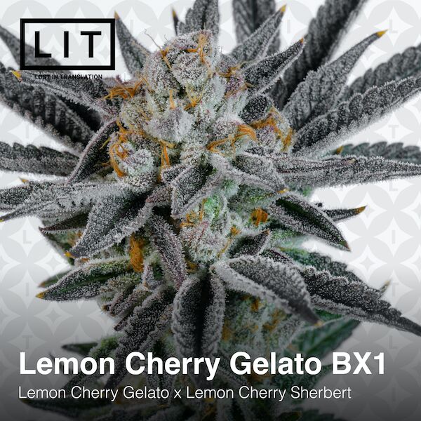 Cannabissamen Lemon Cherry Gelato BX1 feminisiert von LIT Farms – Bild 3