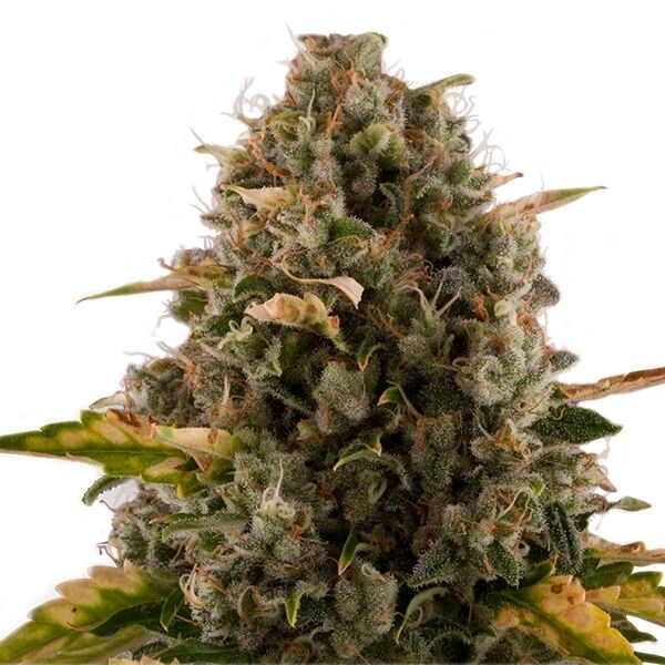 Royal Moby feminised cannabis seeds by Royal Queen Seeds for indoor and outdoor – image 2