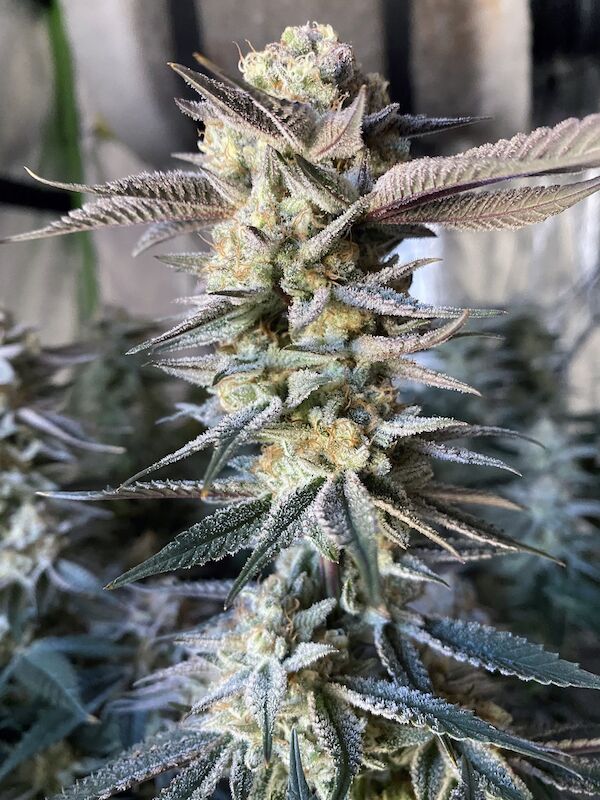 Graines de cannabis Huckleberry Punch féminisées de Elev8 Seeds – image 2