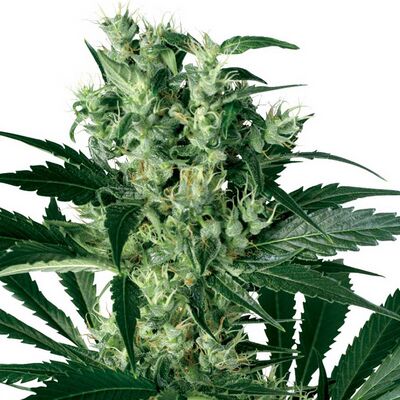 X-Haze