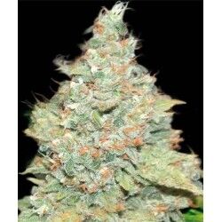 Wembley feminised cannabis seeds by Pyramid Seeds for indoor and outdoor – image 2