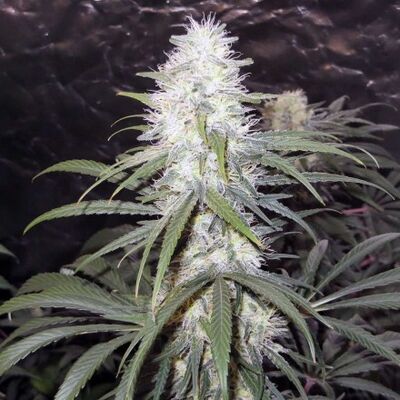 Super Silver Haze