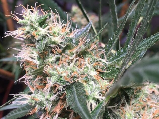 Graines de cannabis Panama x Bangi Haze féminisées de Ace Seeds pour intérieur et extérieur – image 2