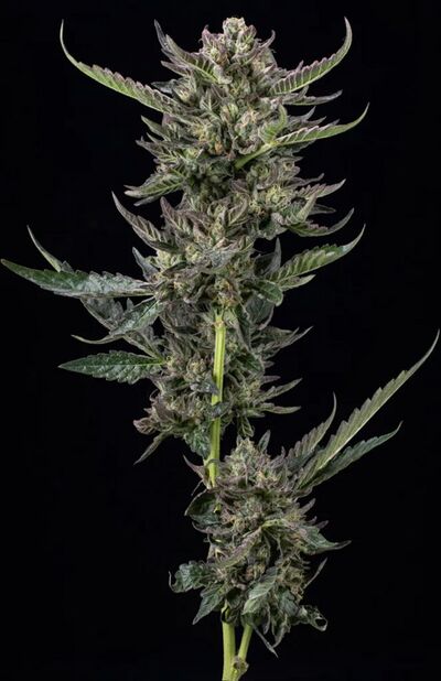 Notorious THC