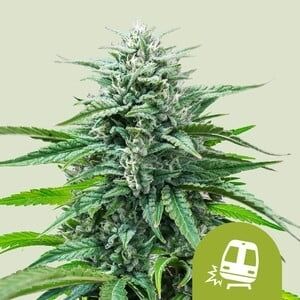 Auto Trainwreck