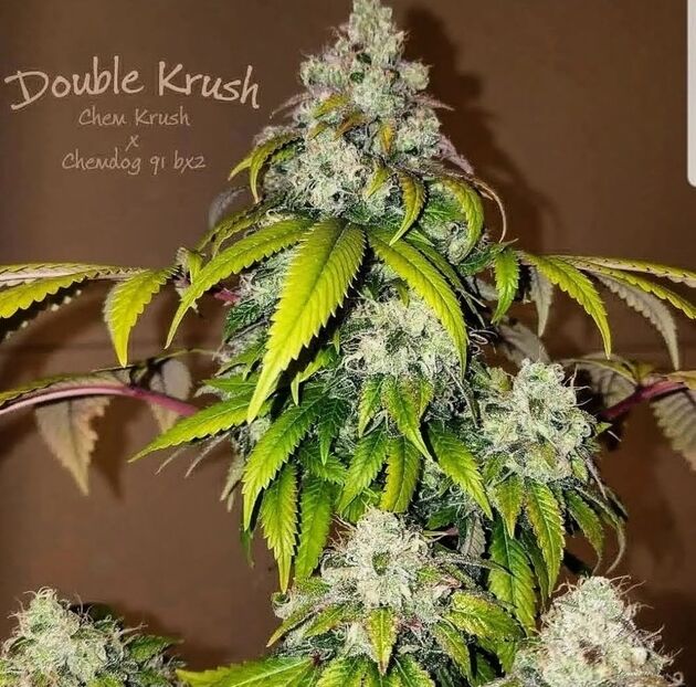 Cannabissamen Double Krush Regulär von Lucky Dog Cannabis Co. für Indoor und Outdoor – Bild 3