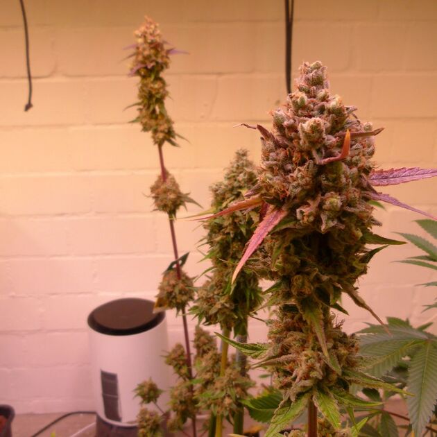 Graines de cannabis Where's My Bike V2.0 Régulier de Karma Genetics pour intérieur et extérieur – image 4