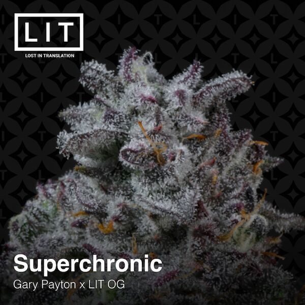 Super Chronic feminised cannabis seeds by LIT Farms – image 2