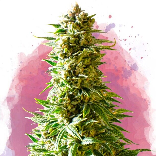 Cannabissamen Northern Light Regulär von Nirvana für Indoor und Outdoor