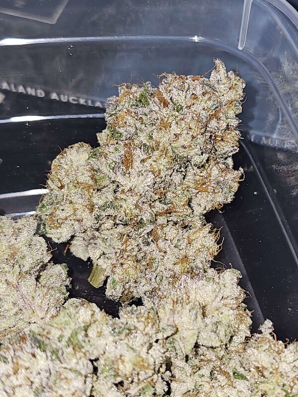 Pink Pie feminised cannabis seeds by Karma Genetics for indoor and outdoor – image 3