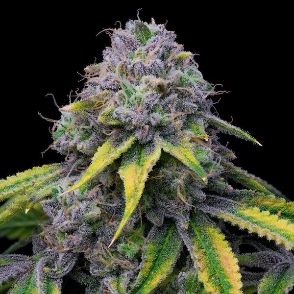 Sour Dubb x Hollywood feminised cannabis seeds by Cookies.co for indoor and outdoor – image 2