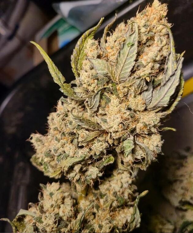 Cannabissamen Frictrix Regulär von Lucky Dog Cannabis Co. für Indoor und Outdoor – Bild 3