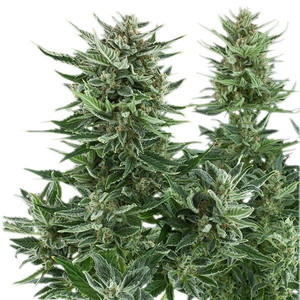 Cannabissamen Auto Easy Bud feminisiert von Royal Queen Seeds für Indoor und Outdoor – Bild 2