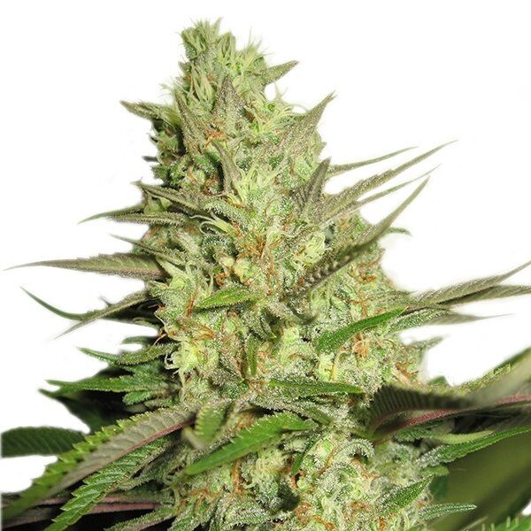 Special Queen feminised cannabis seeds by Royal Queen Seeds for indoor and outdoor – image 2