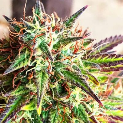 Auto Girl Scout Cookies