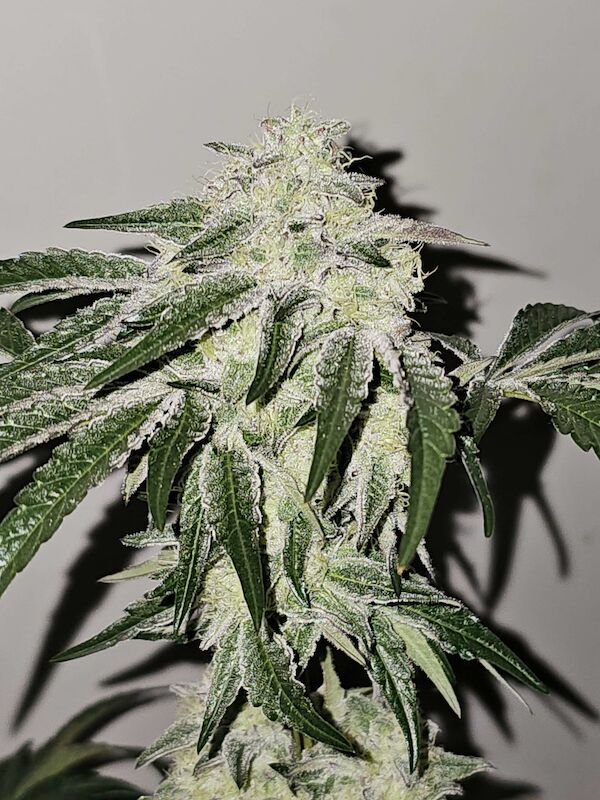 Pink Pie feminised cannabis seeds by Karma Genetics for indoor and outdoor – image 2