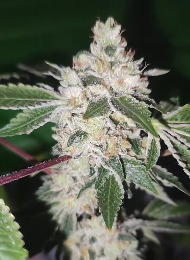 Graines de cannabis Citron Sour Régulier de Karma Genetics pour intérieur et extérieur – image 2