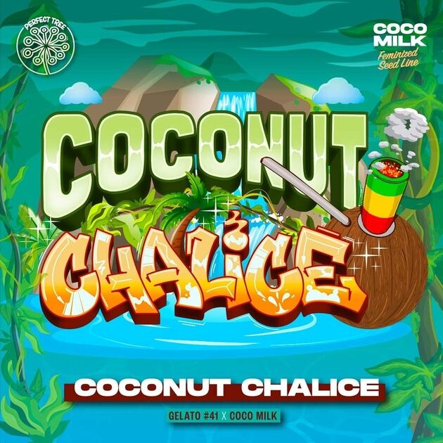 Graines de cannabis Coconut Chalice féminisées de Perfect Tree Seeds pour intérieur et extérieur – image 4