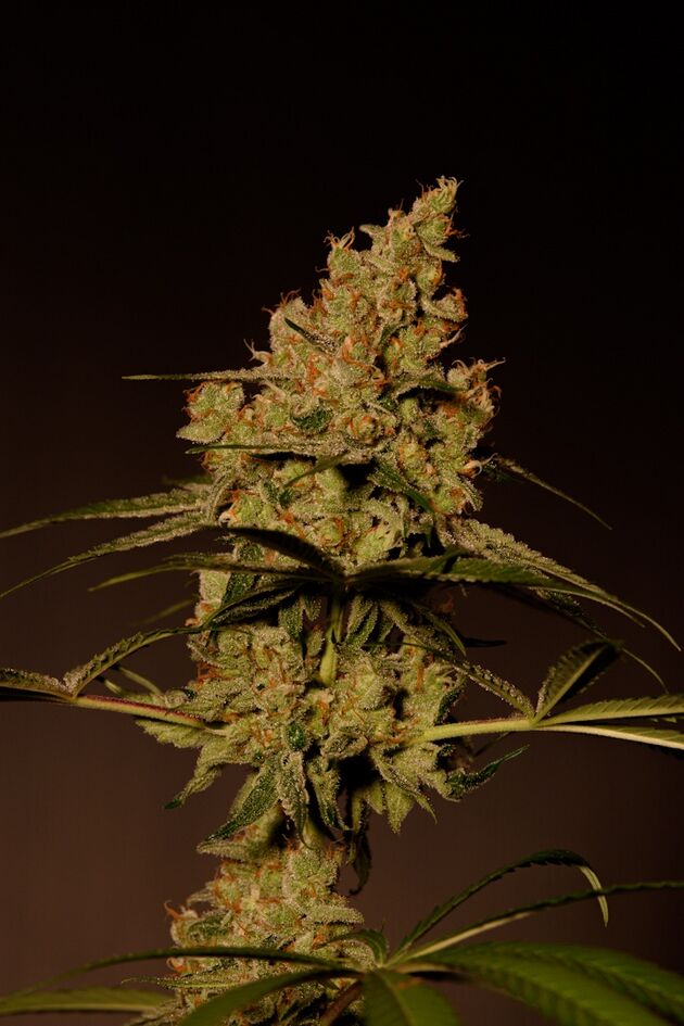 Graines de cannabis MAC1 féminisées de Helvetic Seeds pour intérieur et extérieur – image 2