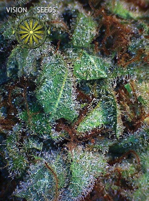 NY Diesel feminised cannabis seeds by Vision Seeds for indoor and outdoor – image 2