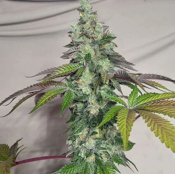 Cannabissamen Chem Cornelian Regulär von Lucky Dog Cannabis Co. für Indoor und Outdoor – Bild 2
