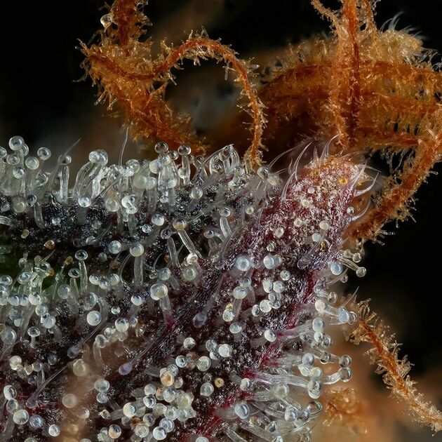 Cannabissamen Strawberry Skrilla feminisiert von Compound Genetics für Indoor und Outdoor – Bild 5