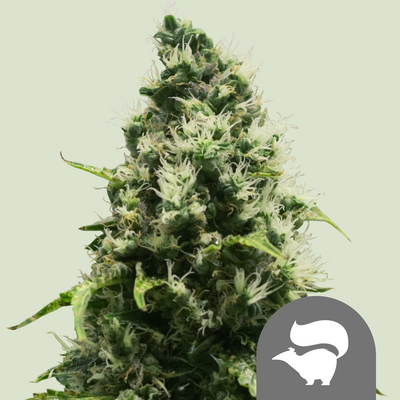 Skunk XL Régulier