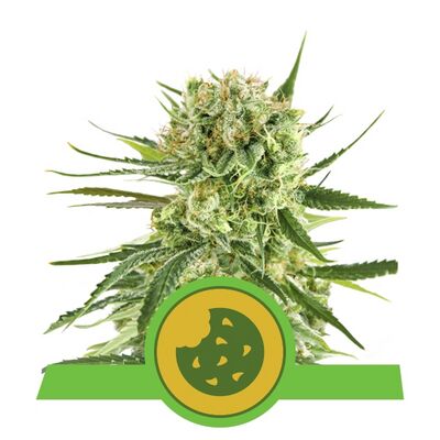 Auto Royal Cookies