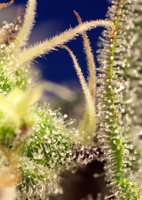 Cannabissamen Green Poison XL Auto Autoflower feminisiert für Indoor und Outdoor – Bild 3