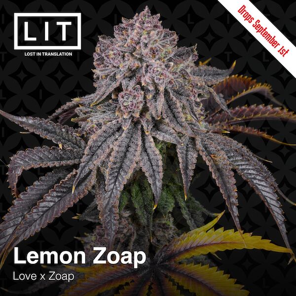 Lemon Zoap feminised cannabis seeds for indoor and outdoor cultivation – image 4