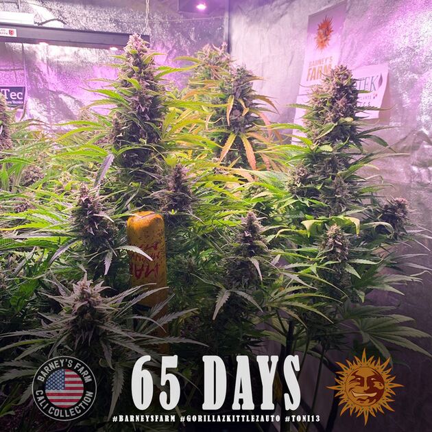 Auto Gorilla Zkittlez feminised cannabis seeds by Barney's Farm for indoor and outdoor – image 2