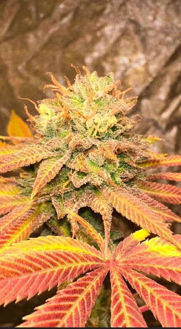 Cannabissamen Smoke Trail Regulär von Karma Genetics für Indoor und Outdoor – Bild 3