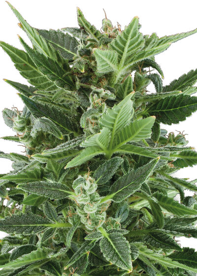 Auto Royal Kush