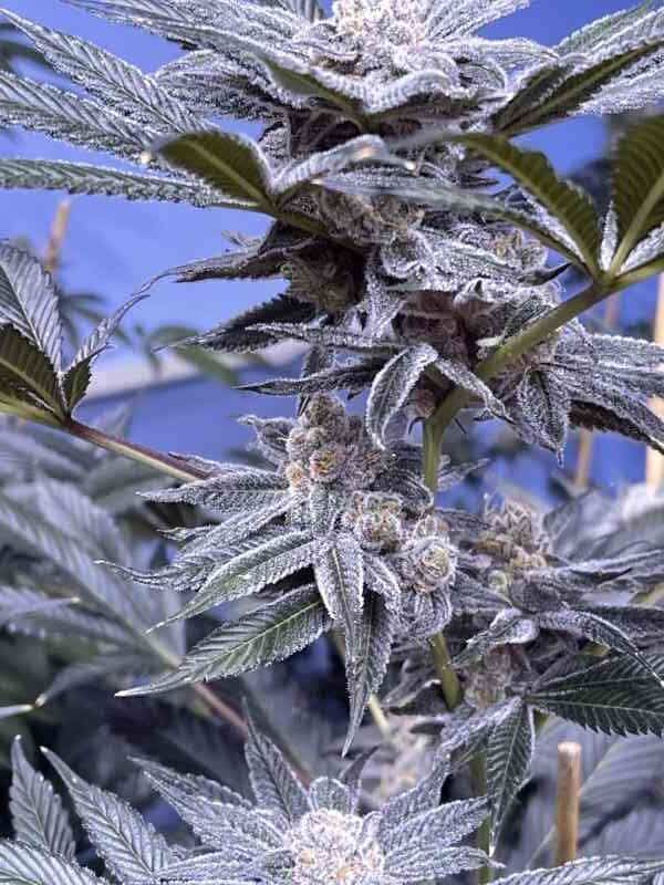 PBB BX Regular cannabis seeds by Thug Pug Genetics – image 2