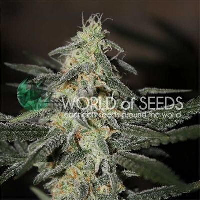 Northern Light x Big Bud Early Harvest