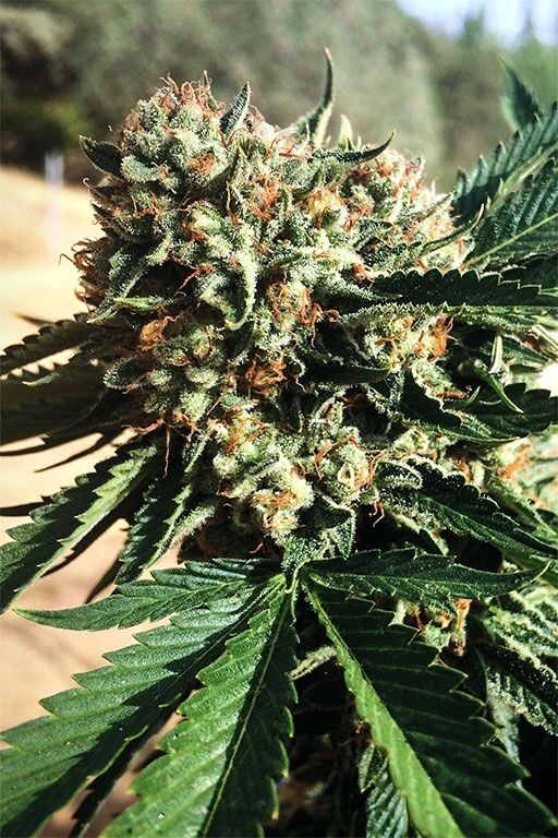 Graines de cannabis Sapphire OG féminisées de Humboldt Seed Org. pour intérieur et extérieur – image 4
