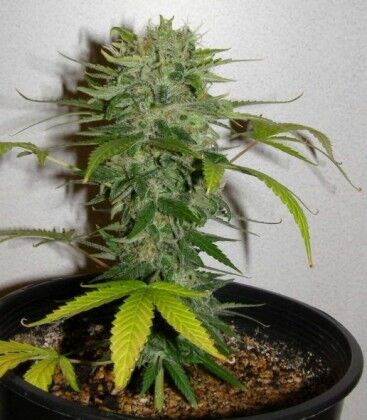 Cristal Limit Régulier