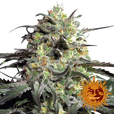 Peyote Cookies Limited Edition