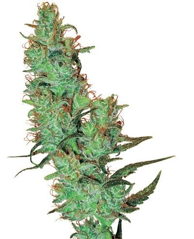 White Label Jack Herer Régulier