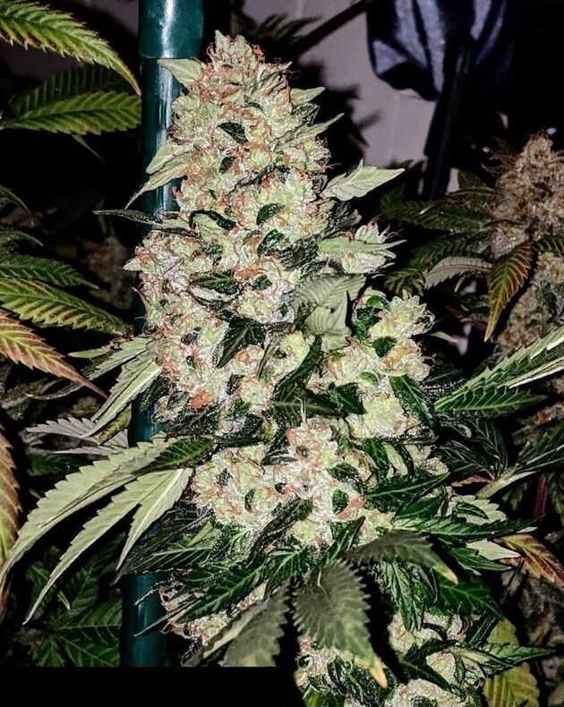 Twin Peaks Regular cannabis seeds by Lucky Dog Cannabis Co. for indoor and outdoor – image 2