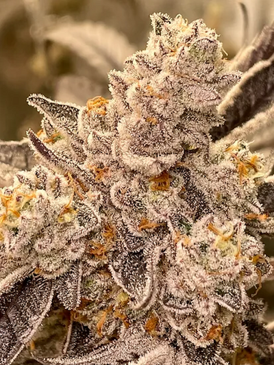 Grape Skunk Dog Regular