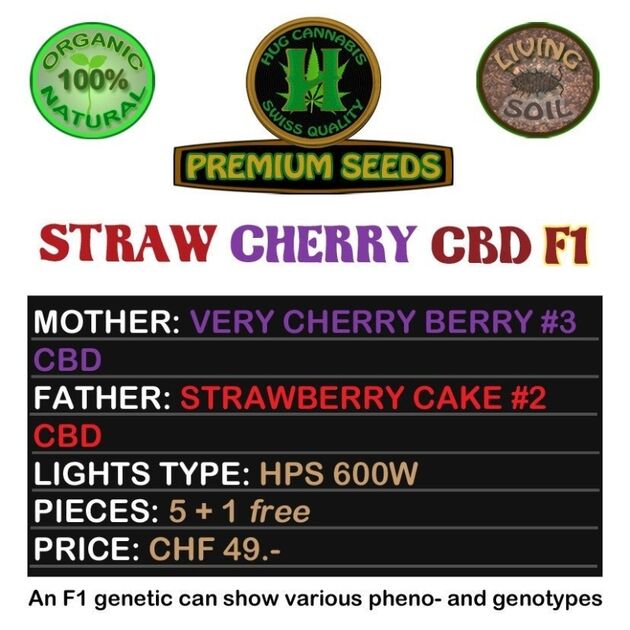 Straw Cherry CBD F1 Regular cannabis seeds by Hug Cannabis CBD Seeds for indoor and outdoor – image 2