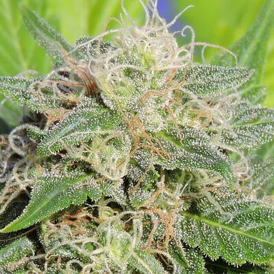 Auto Super Lemon Haze